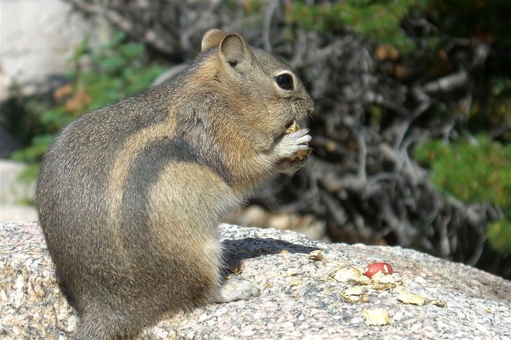 Chipmunk None