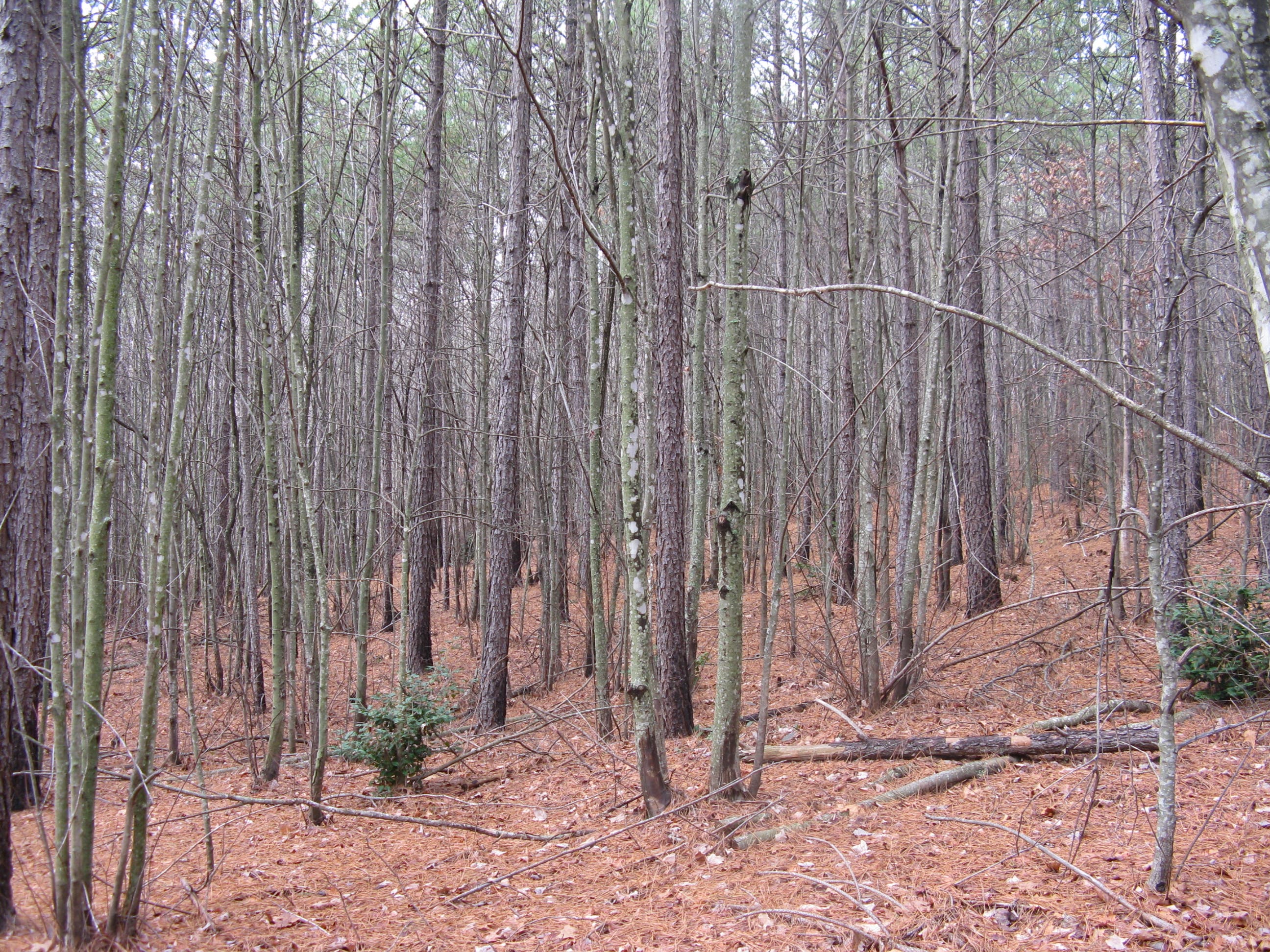 Choked Loblolly Pine and Red Maple Forest None