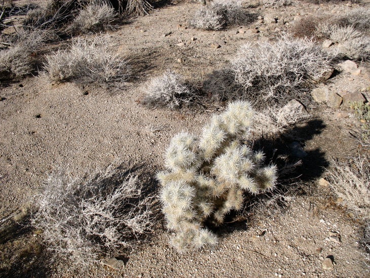 Cholla Cactus None