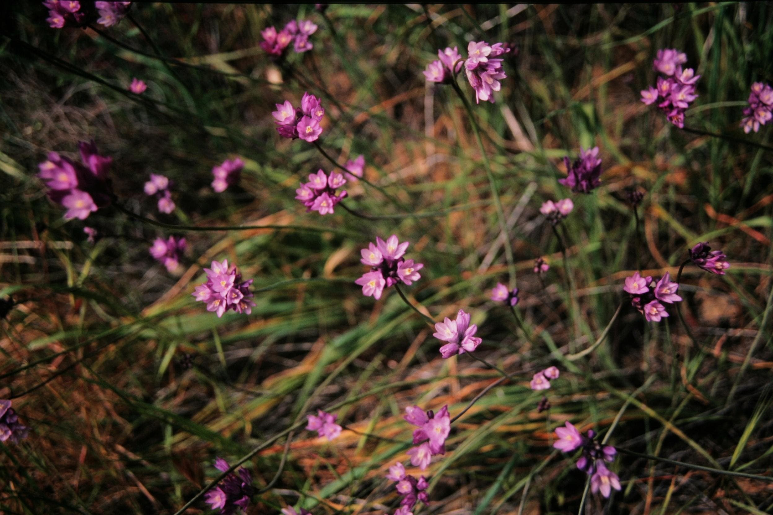 ChuckGraham_BlueDicks_IMG_0452.jpg None