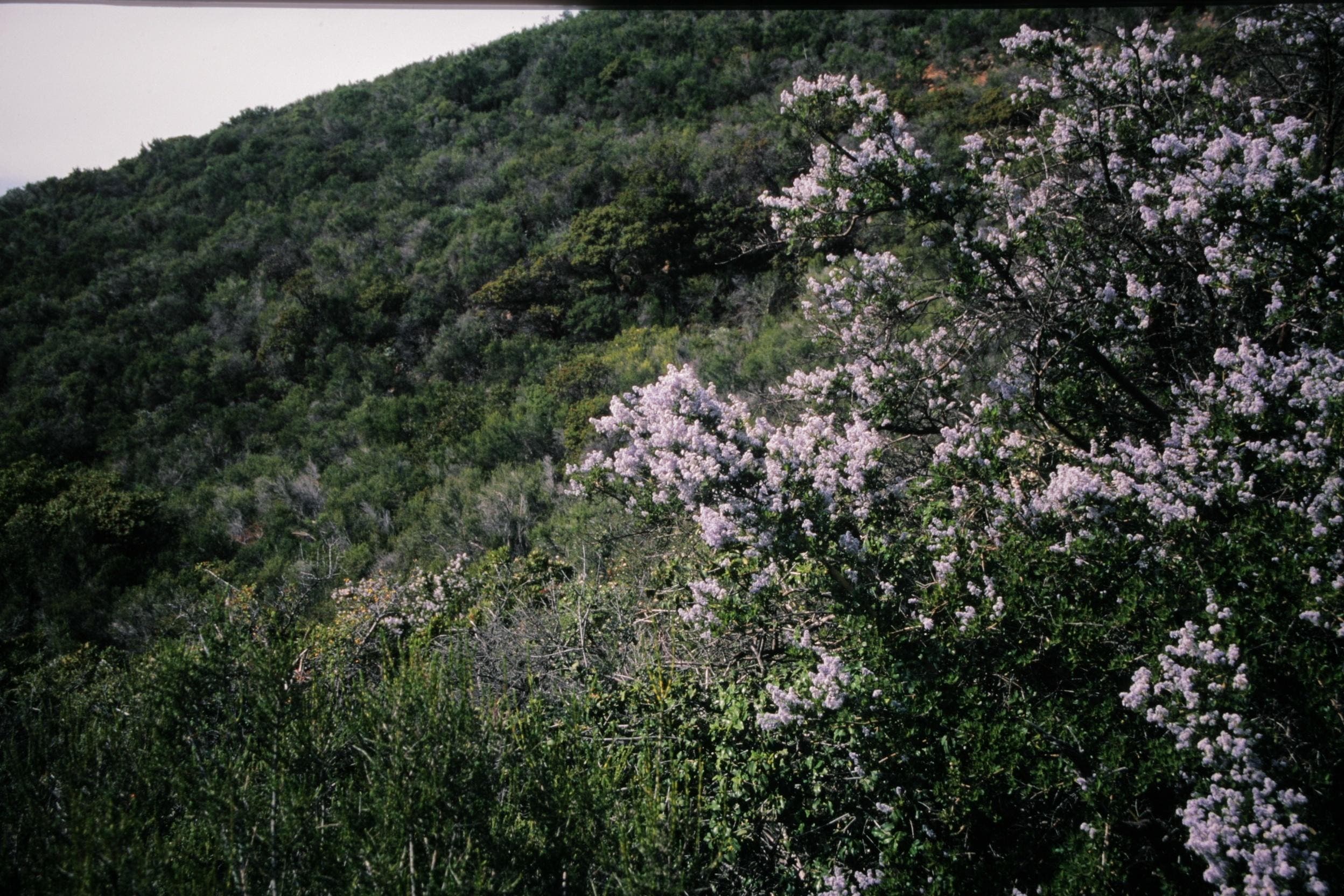 ChuckGraham_Ceanothus_IMG_0458.jpg None