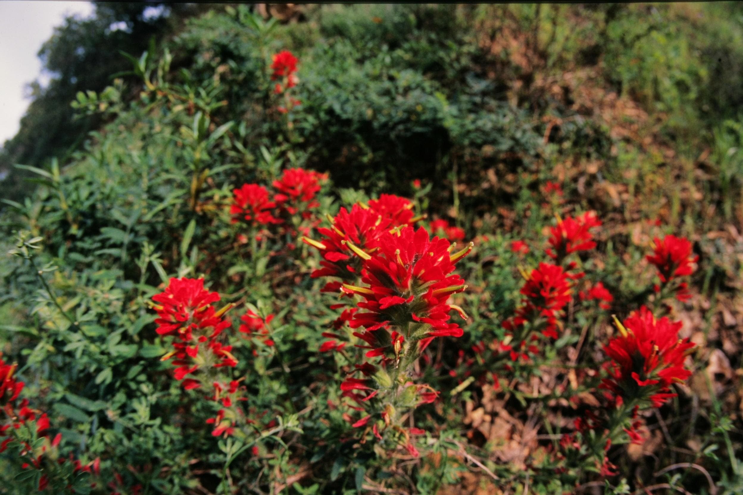ChuckGraham_IndianPaintbrush_IMG_0453.jpg None