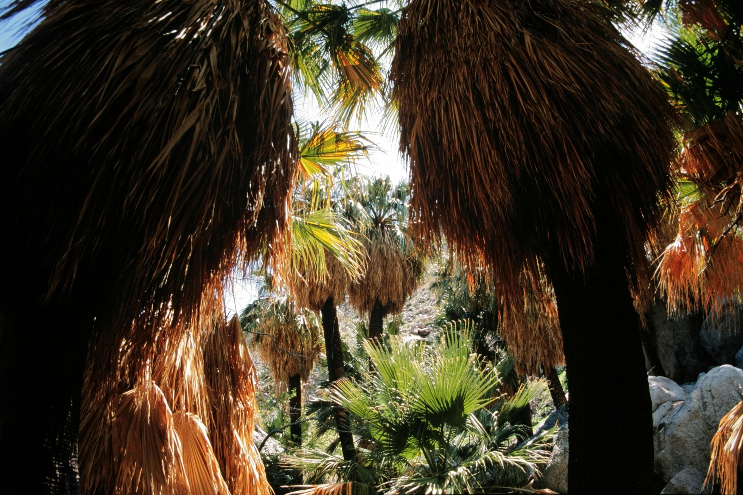 ChuckGraham_Palms_IMG_0236.jpg None