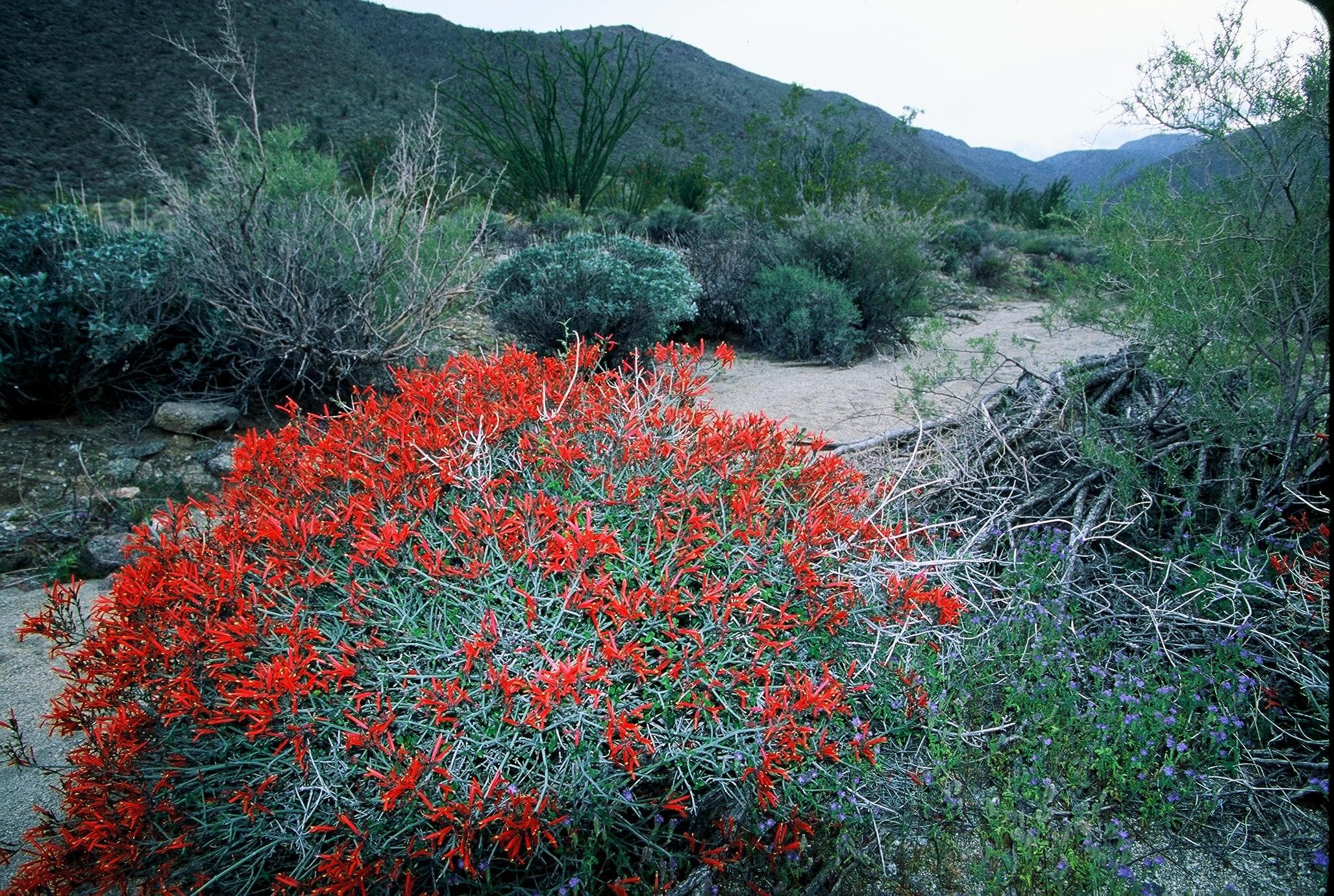 Chuparosa Bloom.jpg None