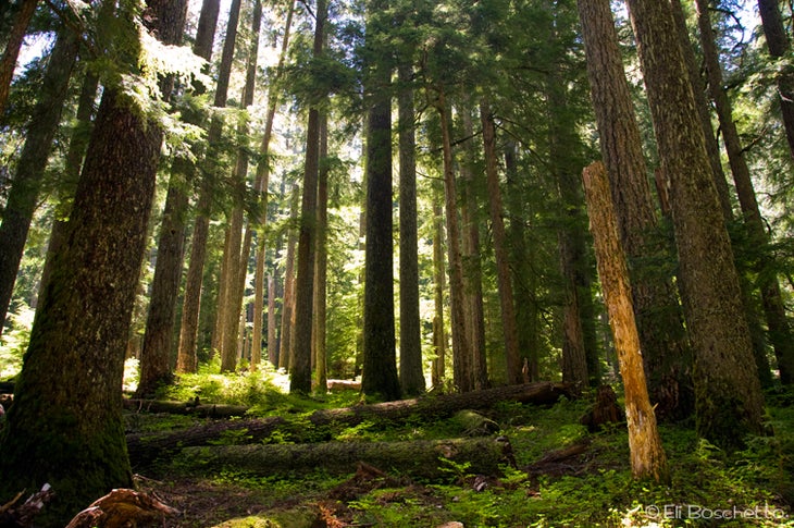 Clackamas Forest None