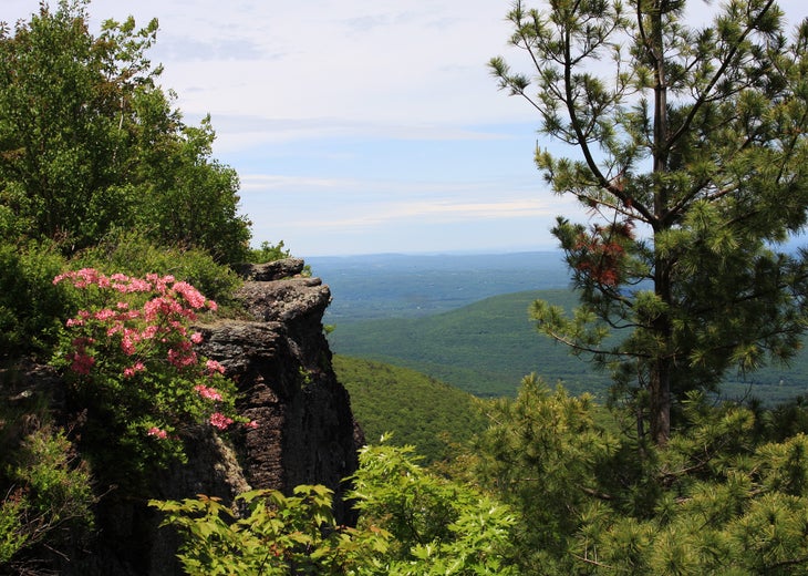 Cliffside Flora None