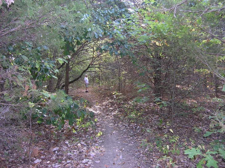 Cloaked by forest None