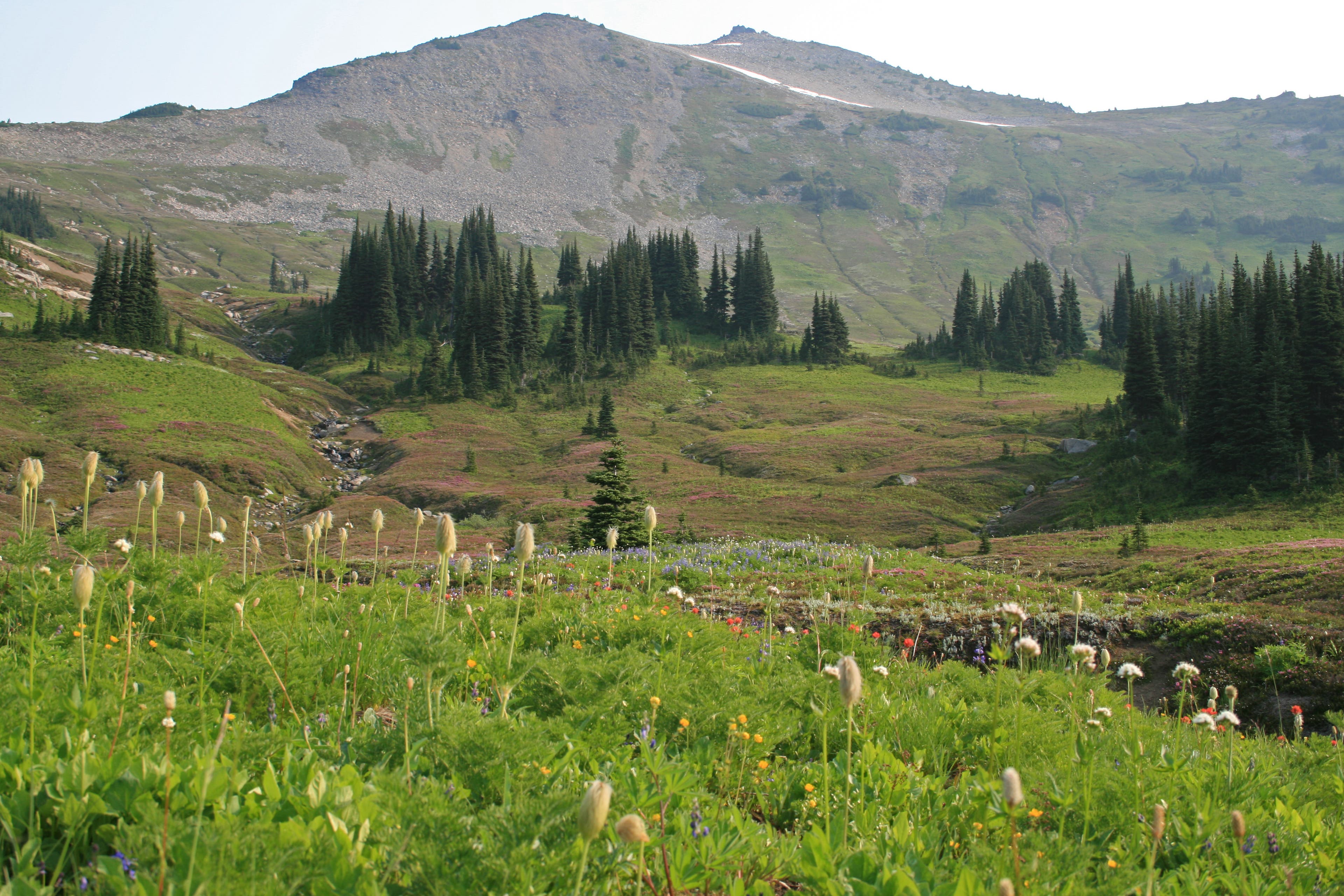 Cloudy Pass meadows None