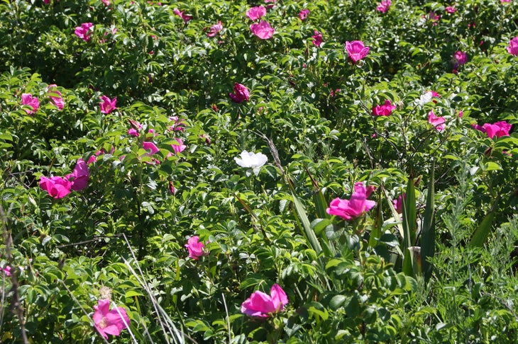 Coastal plants None