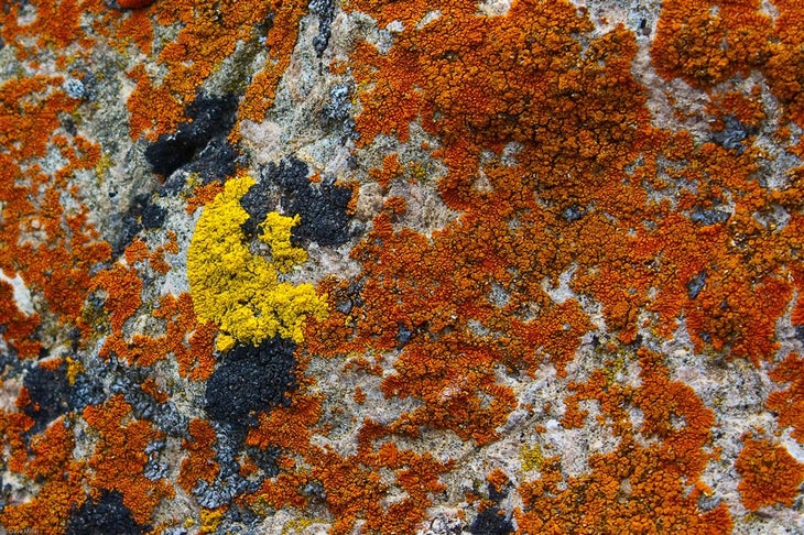 Colored Rocks None