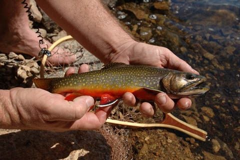 Colorful Trout None