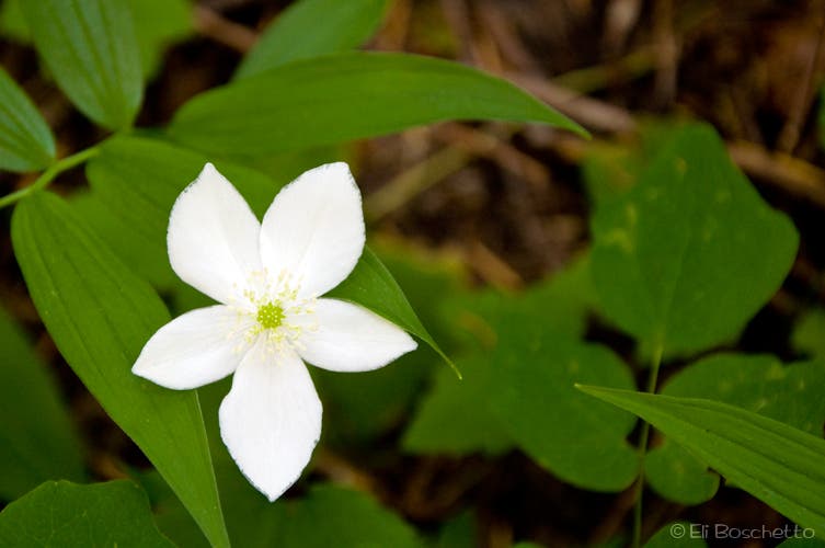 Columbia Windflower None