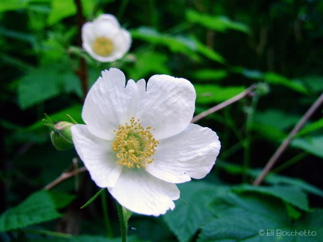 Columbia Windflower None