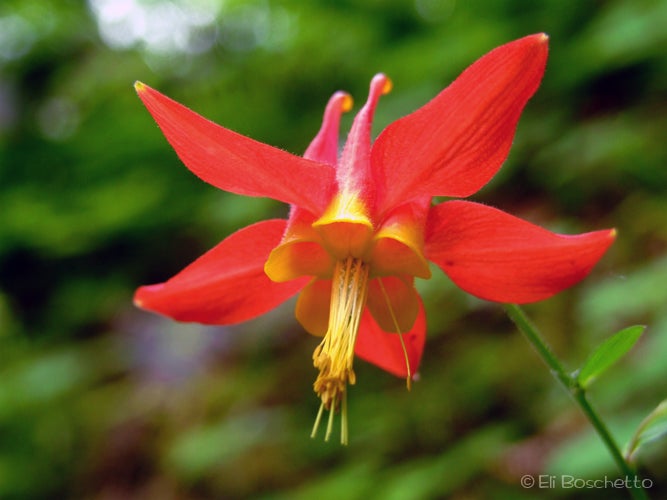 Columbine None