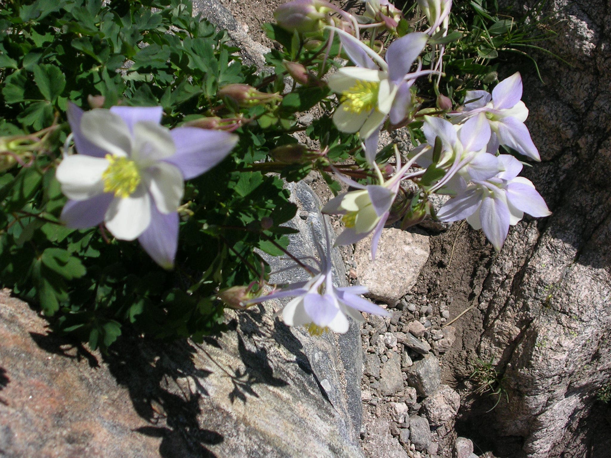Purple, white, and yellow Columbine flowers growing along the Chasm Lake Trail. 