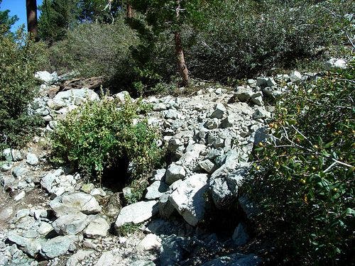 Columbine Spring None