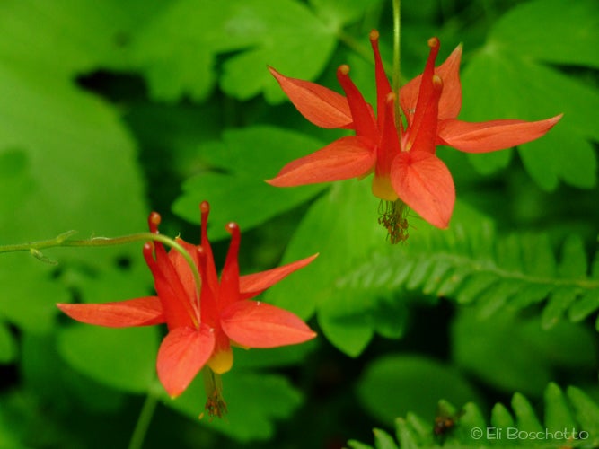 Columbine None