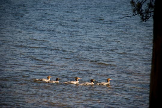 Common Mergansers None