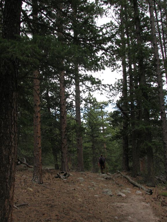 Conifer Forest None
