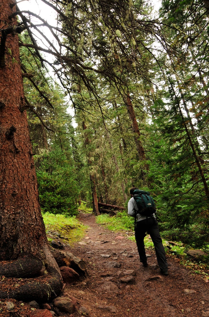 Conifer Forest None
