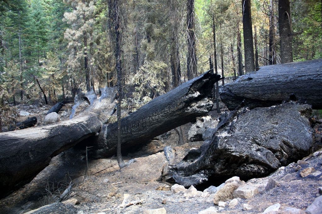 Controlled Burn None