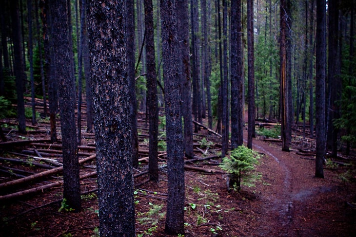 Cool forest of lodgepole pine None