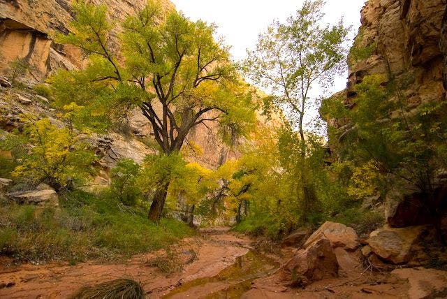 Cottonwood Grove None