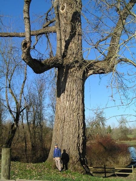 Cottonwood None
