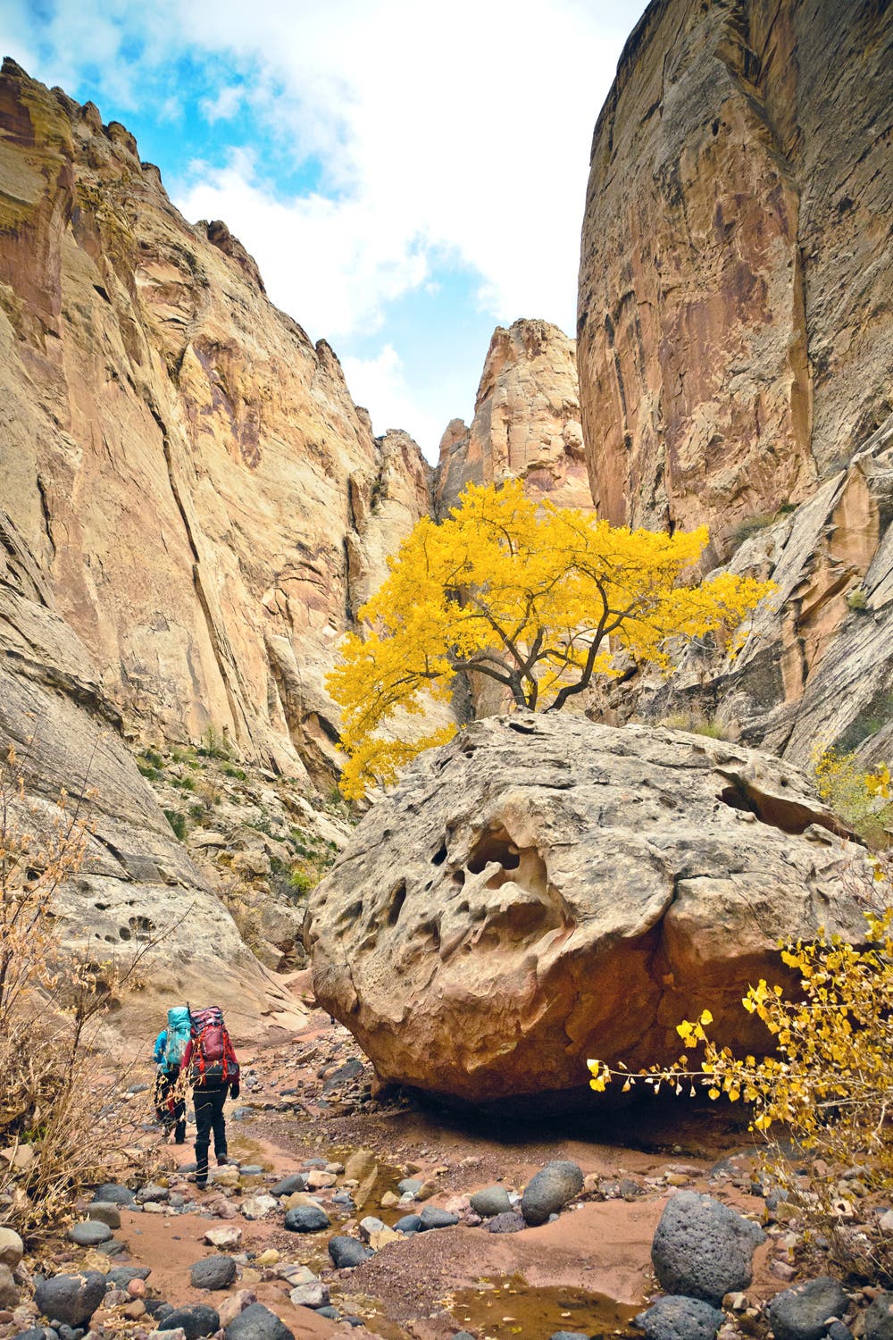 Cottonwoods in Spring Canyon None