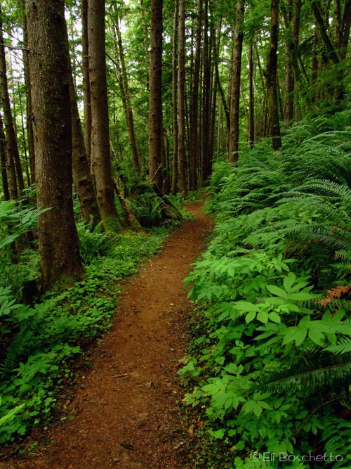 Cove Trail None