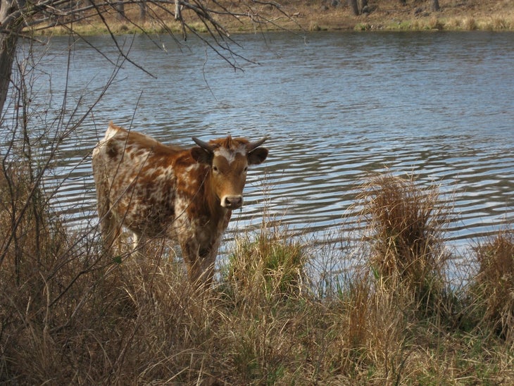Cow None