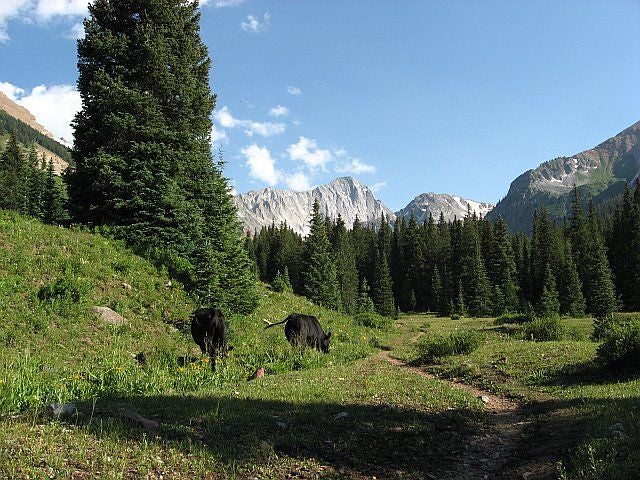 Cows None