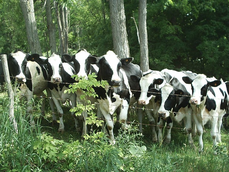 Cows None
