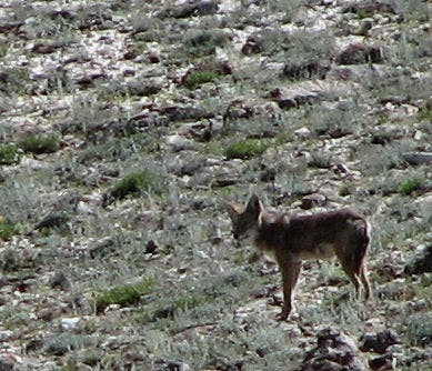 Coyote None
