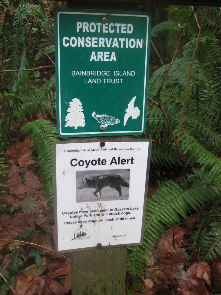Coyote None