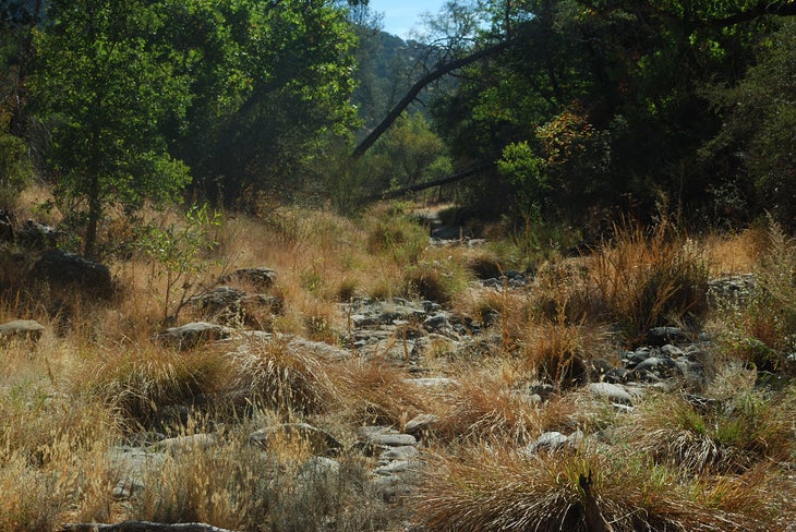 Coyote Creek None
