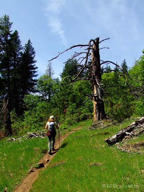 Coyote Trail None