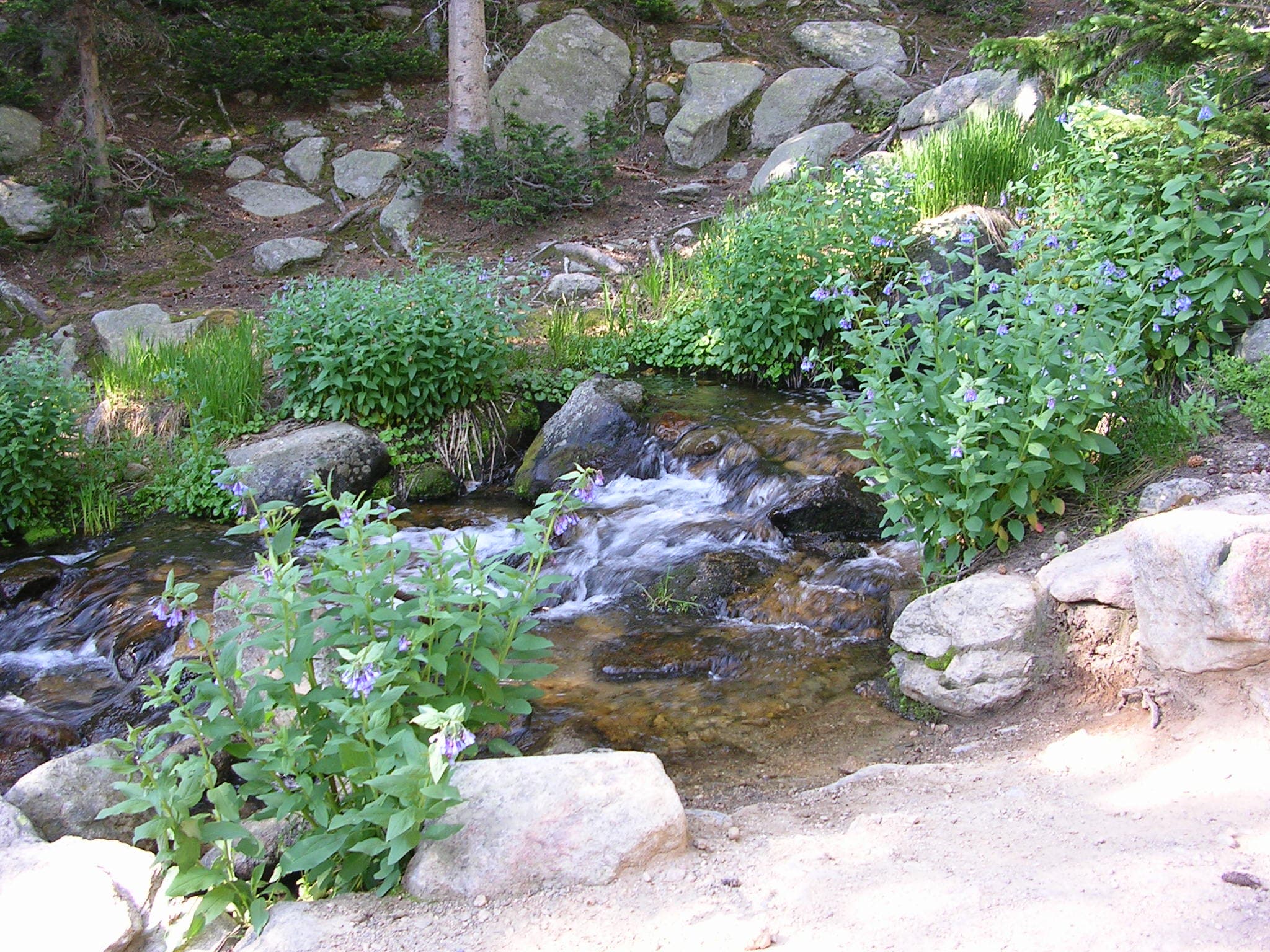 Small, babbling creek along the Chasm Lake Trail.