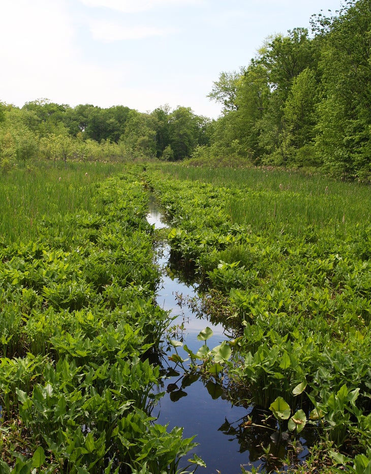 Creek None