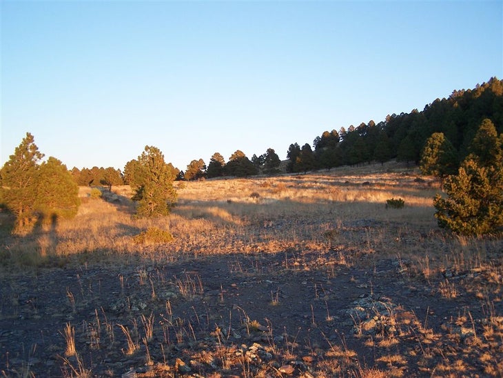 Crest Trail None