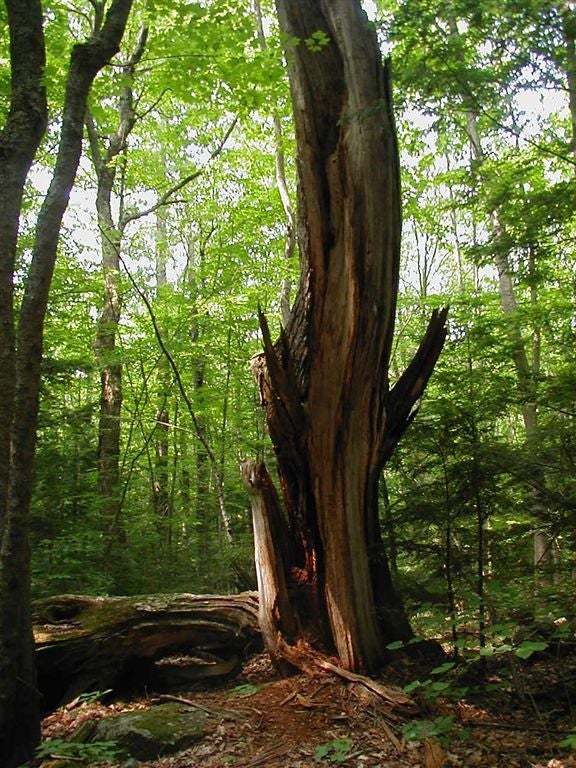 Crooked Tree None