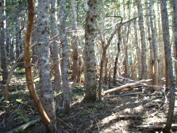 Crooked trees. None