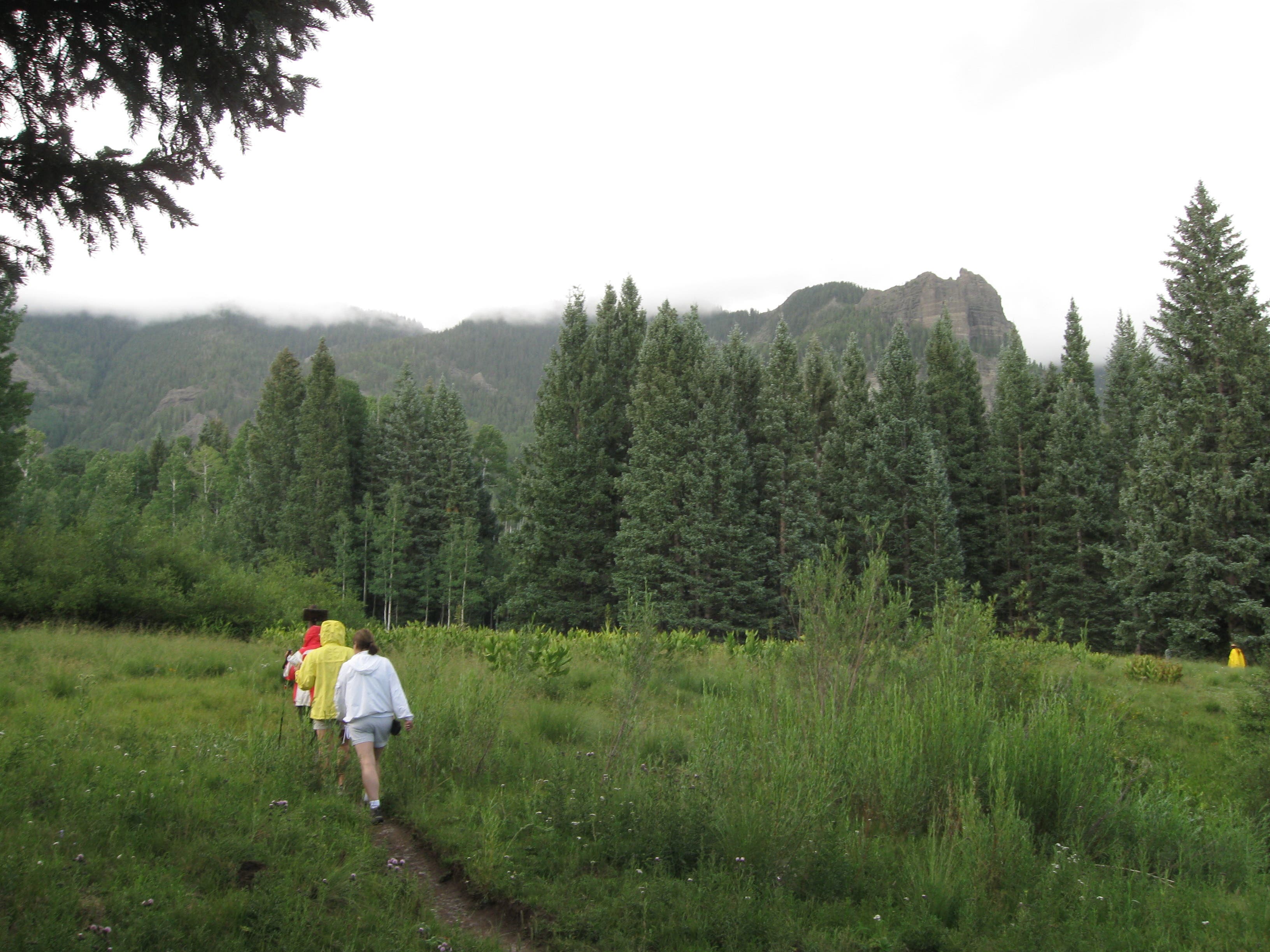 Crossing the meadow None