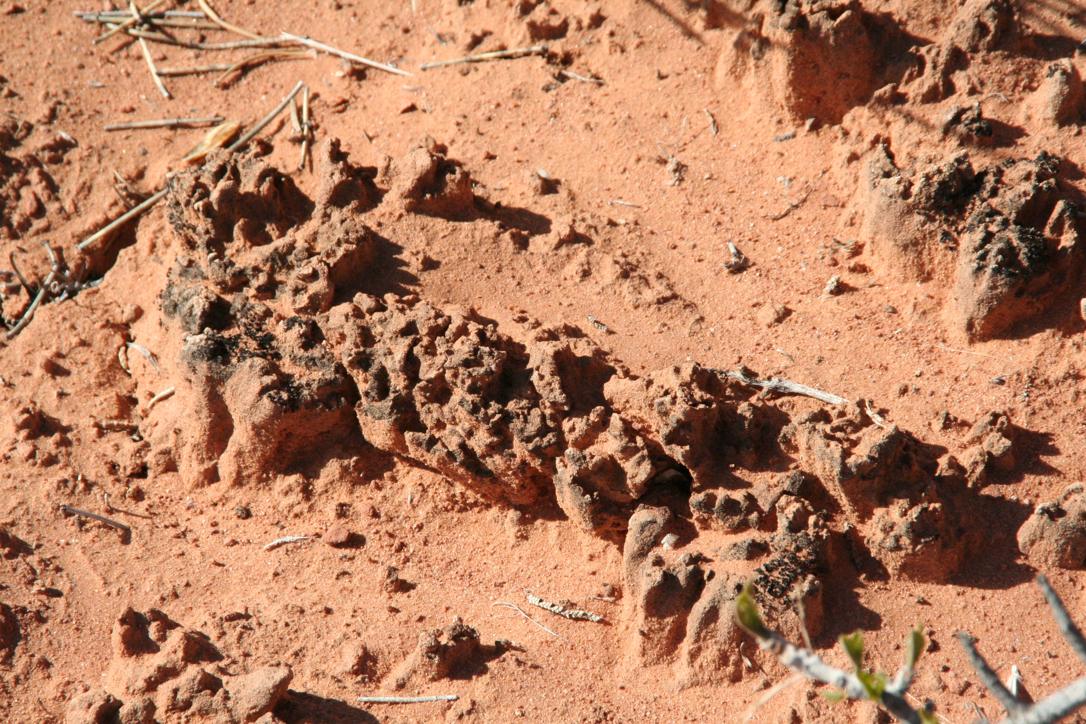 Cryptobiotic soil None