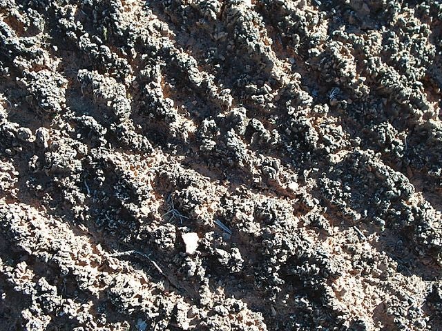 Cryptobiotic Soil None