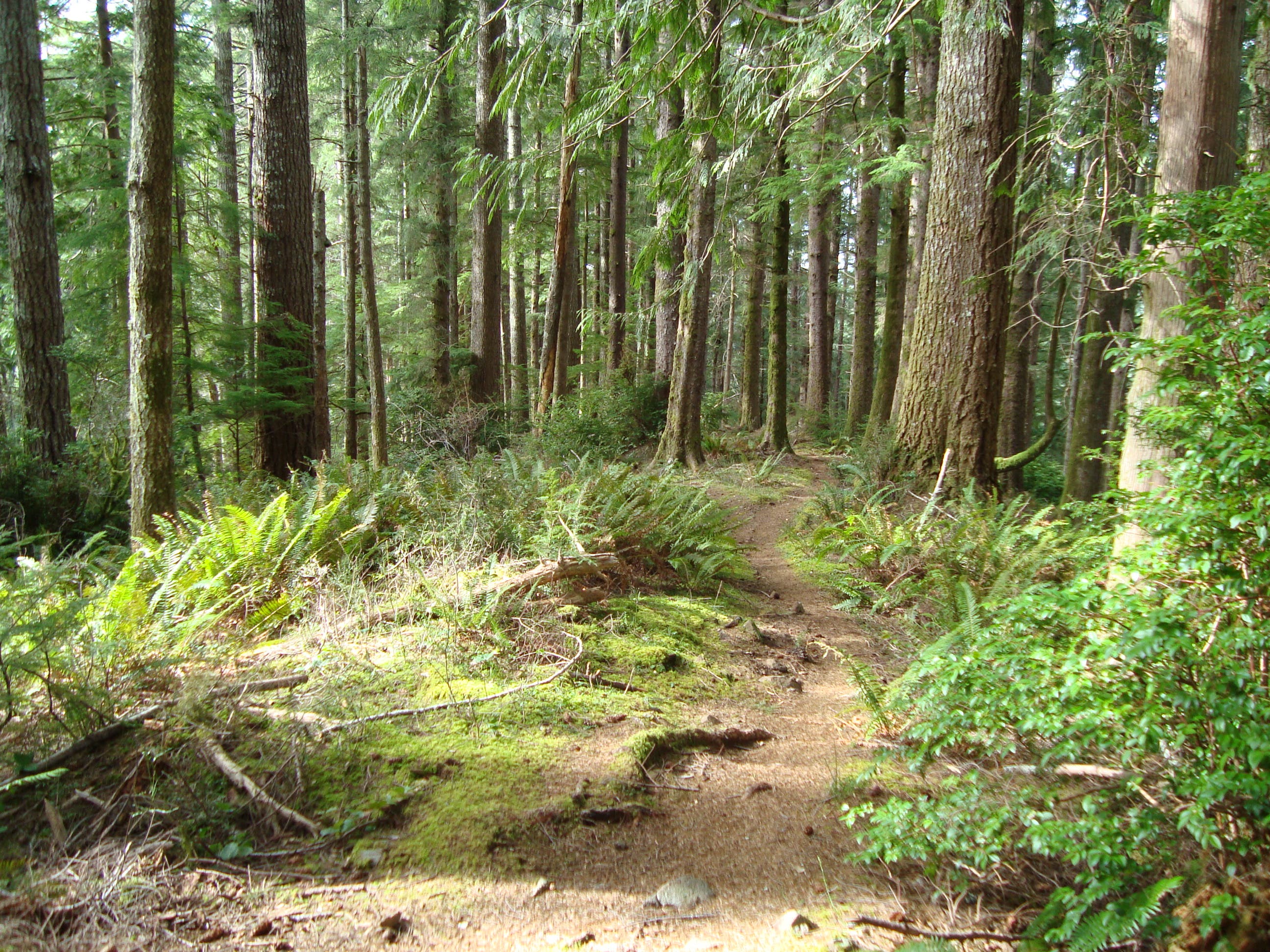 Cummins Creek Loop Trail None