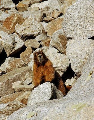 Curious Marmot None