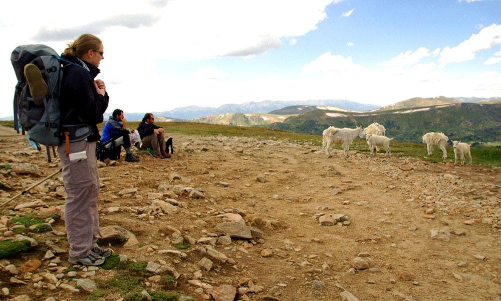 Curious Mountain Goats None