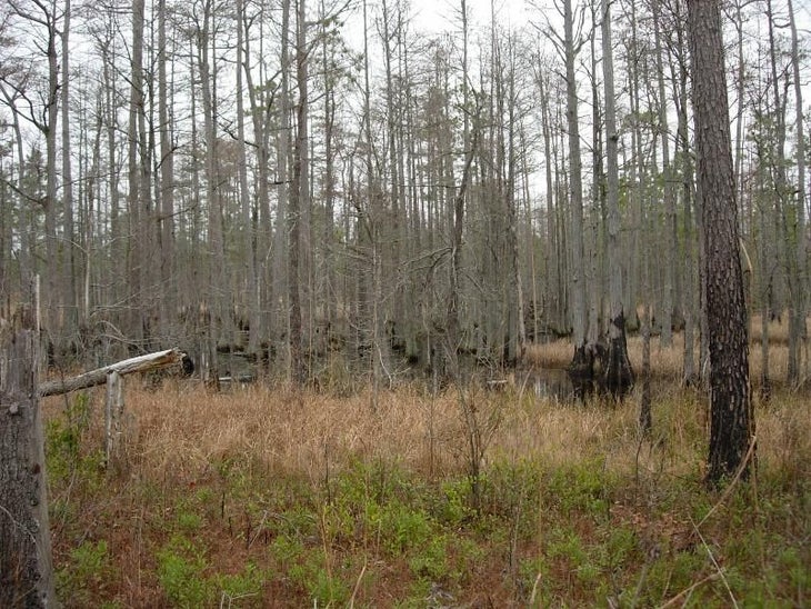 Cypress Swamp None