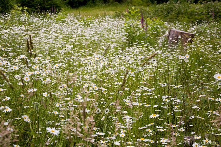 Daisies None